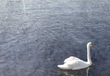 There Are Only Goodbyes Between Picture Ann & You Picture Ann