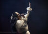 Charlotte Wessels Announces Mute Swan Empire Charlotte Wessels